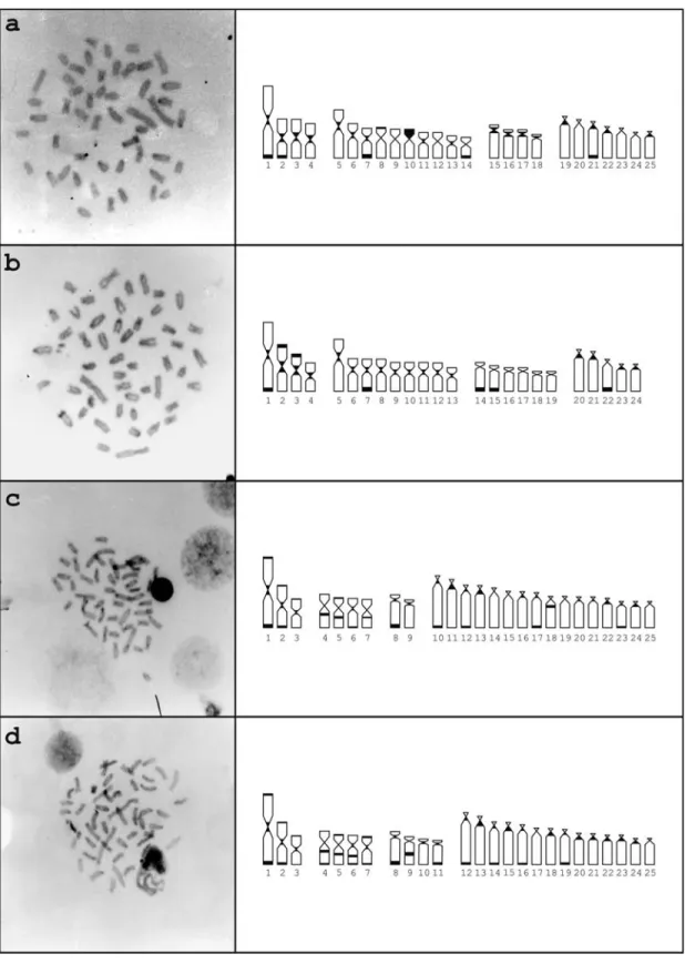 Figure 1 - C-banding metaphases and ideograms of (a) A. scabripinnis; (b) A. parahybae; (c) A