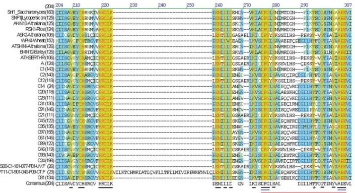 Figure 1 - Alignment of part of the N-terminal catalytic domain and the T-loop domain of CitEST contigs and singletons encoding putative SnRKs, SNF1 and other SnRKs