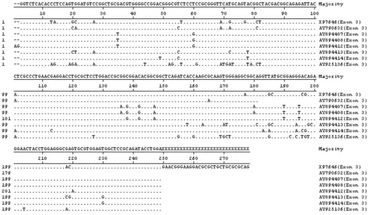Figure 3b - Sequence alignment using ClustalW methods with Magalign program in DNAstar using MHC class I (BoLa-A) nucleotide sequences of crossbred cattle, Holstein Friesian cattle and Murrah buffaloes of exon 3.