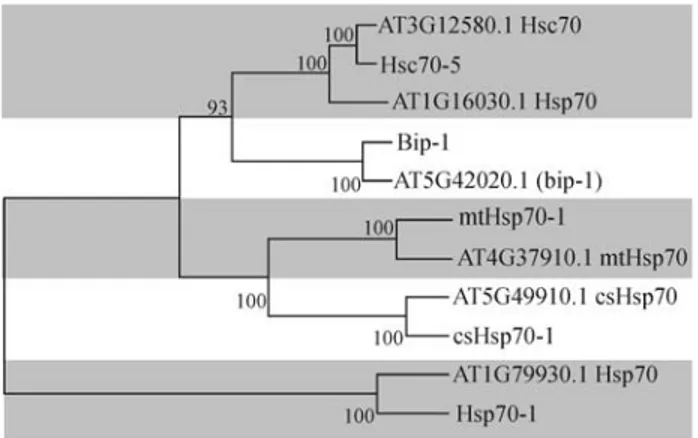 Figure 1 - Evolutionary relationship (neighbor-joining analysis) of full length Citrus Hsp proteins with members from different subgroups of Arabidopsis thaliana Hsp 70 protein family