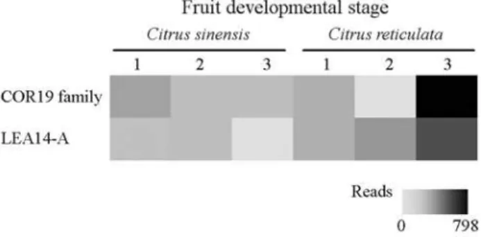 Figure 5 - Expression profile of late embryogenesis proteins-like tran- tran-scripts in fruit development libraries stage 1, 2 and 3 from Citrus sinensis and Citrus reticulata