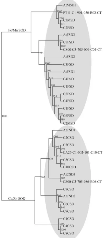 Figure 6 - Phylogenetic analysis of citrus superoxide dismutase (SOD) homologs and the Arabidopsis thaliana prototypical SOD proteins.
