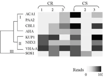 Figure 1 - Expression profile of ion transporter-like transcripts in fruit de- de-velopment libraries stage 1, 2 and 3 from Citrus sinensis (CS) and Citrus reticulata (CR)