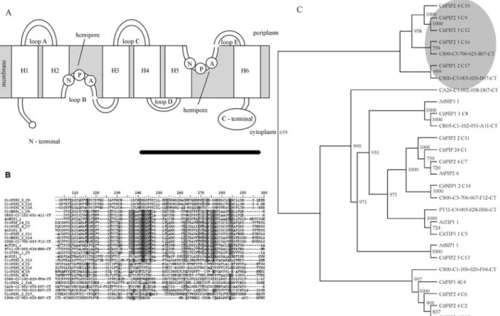 Figure 2 - Citrus membrane intrinsic proteins (MIP). (A) Schematic representation of the domain organization of plant MIP family