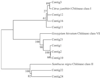 Figure 6 - A neighbor-joining tree of PR-3 homologues from Citrus con- con-structed and visualized in MEGA program from deduced amino acids  se-quences alignment in Clustalx