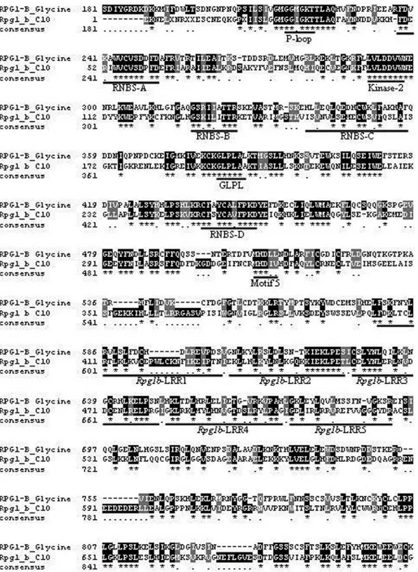 Figure 3 - Alignment of the CitEST contig C10 and RPG1-B from Glycine max (GenBank Accession Number AAR19097)