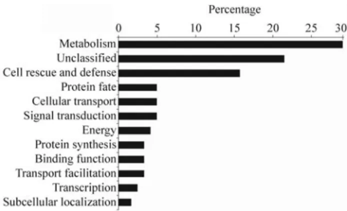 Figure 1 - Functional classification following MIPS categories (Munich Information Center for Protein Sequences) of expressed sequence tags (ESTs), identified as overexpressed in the library of CTV inoculated plants.