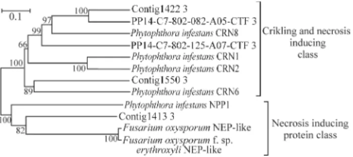 Figure 5 - Analysis of amino acid sequences of necrosis-inducing pro- pro-teins. Dendrogram built by alignment of the selected amino acid  se-quences of the necrosis-inducing proteins