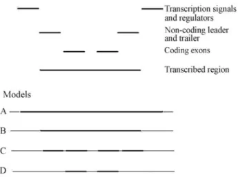 Figure 1 - Four structural models for the protein-coding gene (Fogle, 1990). The solid lines represent areas included in each model.
