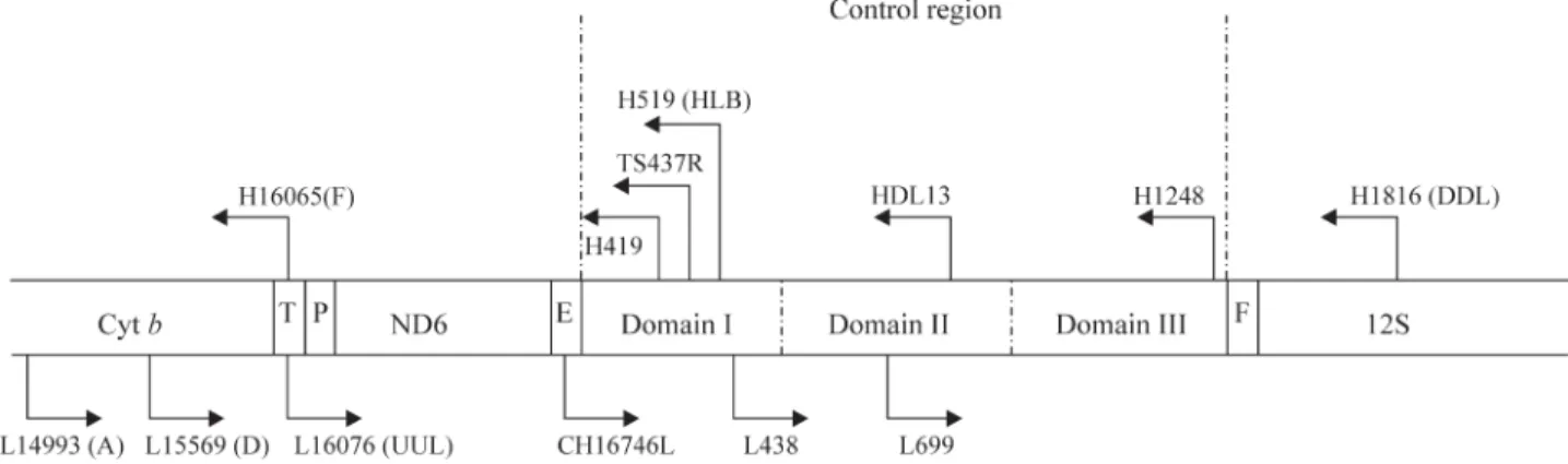Figure 1 - Schematic diagram showing the locations of the primers used to amplify the mtDNA control region.