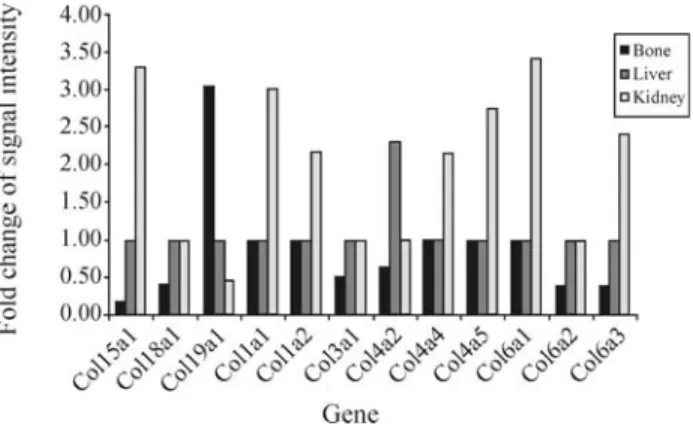 Table 5 - Comparison of some gene expressions in diseased femurs, measured by microarray and semi-quantitative RT-PCR.