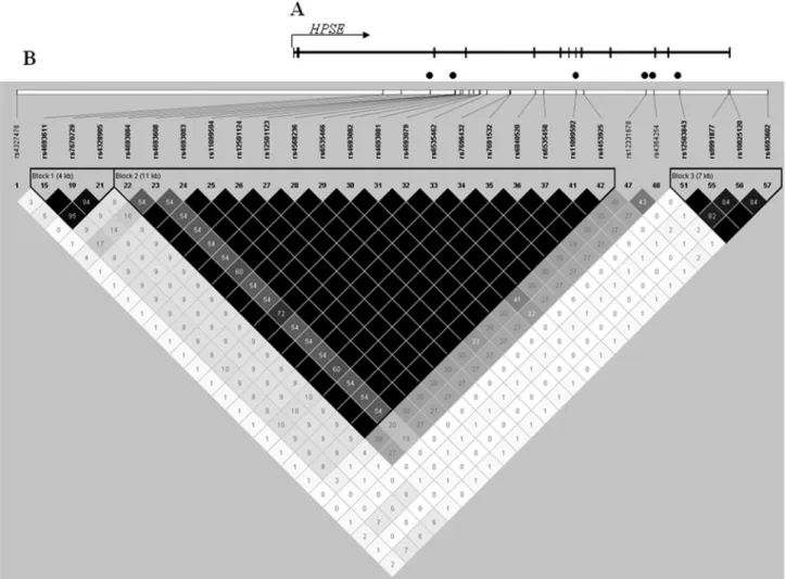 Figure 1 - SNPs in the region of HPSE located on chromosome 4q21.3. (A) HPSE gene structure