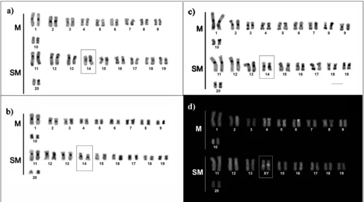 Figure 2 - C-banded (a, b, c) and CMA 3 (d) stained karyotypes of Hoplias malabaricus from Amazon basin