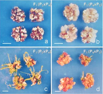 Figure 2 - Differences in the quantities of embryogenic (A) and non- non-embryogenic (B) portions of callus and in the number of regenerated plantlets in the corresponding hybrid F 1 (P 3 xP 4 ) (C) and reciprocal hybrid F 1 (P 4 xP 3 ) (D) involving the P