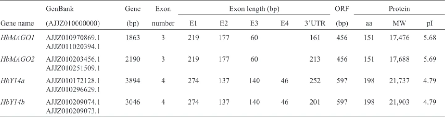 Figure 1 - Sequence alignment of the deduced HbMAGOs (A) and HbY14s (B), and intron-exon organization and exon length (C)