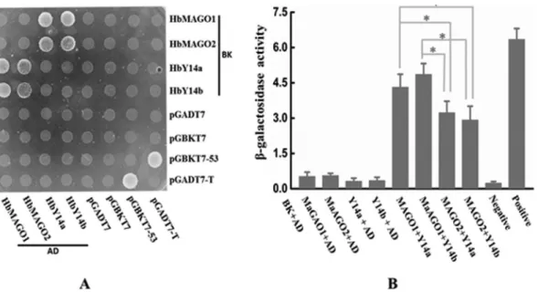 Figure 5 - Protein interaction matrices for HbMAGO and HbY14 proteins (A) and quantification of b-galactosidase activity (B)