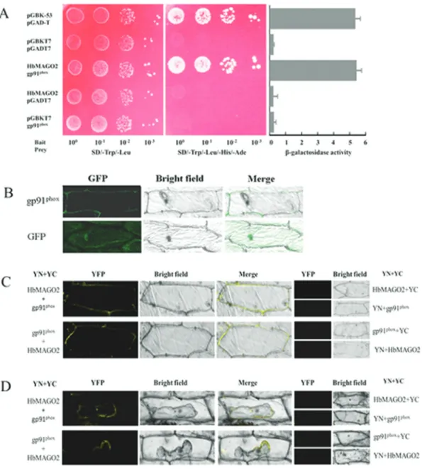 Figure 6 - Functional analysis of HbMAGO2. Interaction of HbMAGO2 with gp91 phox in yeast (A), subcellular localization of gp91 phox (B), and bimolec- bimolec-ular fluorescence complementation (BiFC) assays in plants (C,D)
