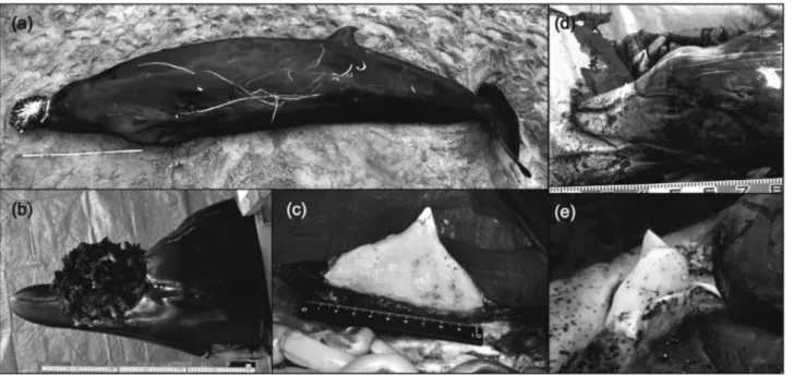 Figure 1 - External morphology and tusks of Mesoplodon stejnegeri (a, b, and c) and M