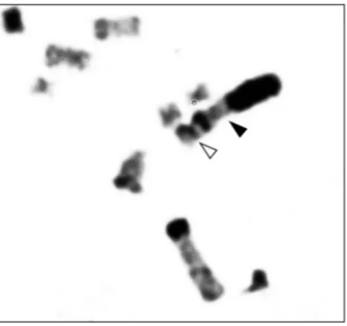 Figure 4 - A chromosome association between SM1 (closed arrow) and a small metacentric autosome (open arrow) shown in a metaphase plate of M
