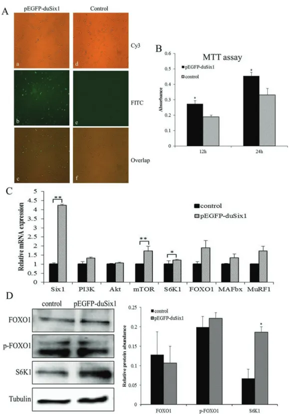 Figure 1 - Effects of overexpression of Six1 on protein synthesis and degradation in duck myoblasts