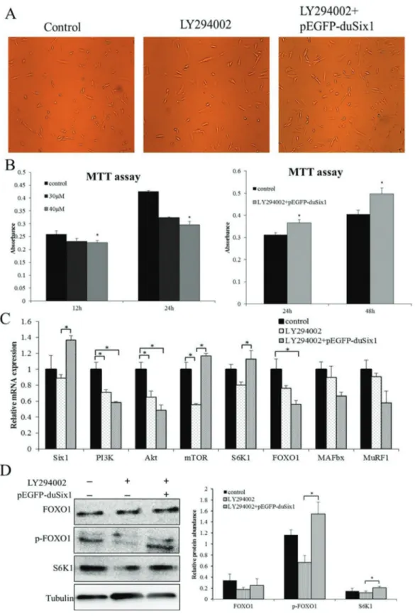 Figure 2 - Overexpression of Six1 can stimulate protein synthesis in LY294002-treated duck myoblasts
