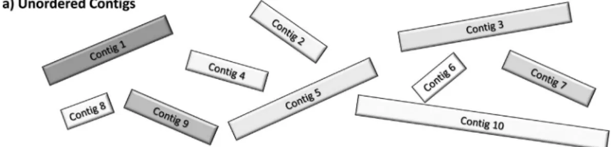 Figure 2 - Reference-based contig ordering. (a) The program takes a set of contigs (or scaffolds) and (b) aligns these to a reference genome to identify the most probable relative orientation of the sequences in the draft genome