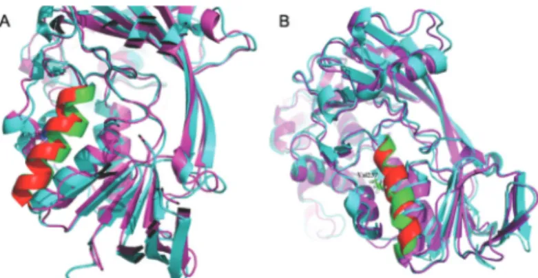 Figure 3 - The 237 mutation. (A) The 237 residue located helix of the wild type a GDI exhibited a distinct conformational change after a 50 ns  molec-ular dynamics simulation