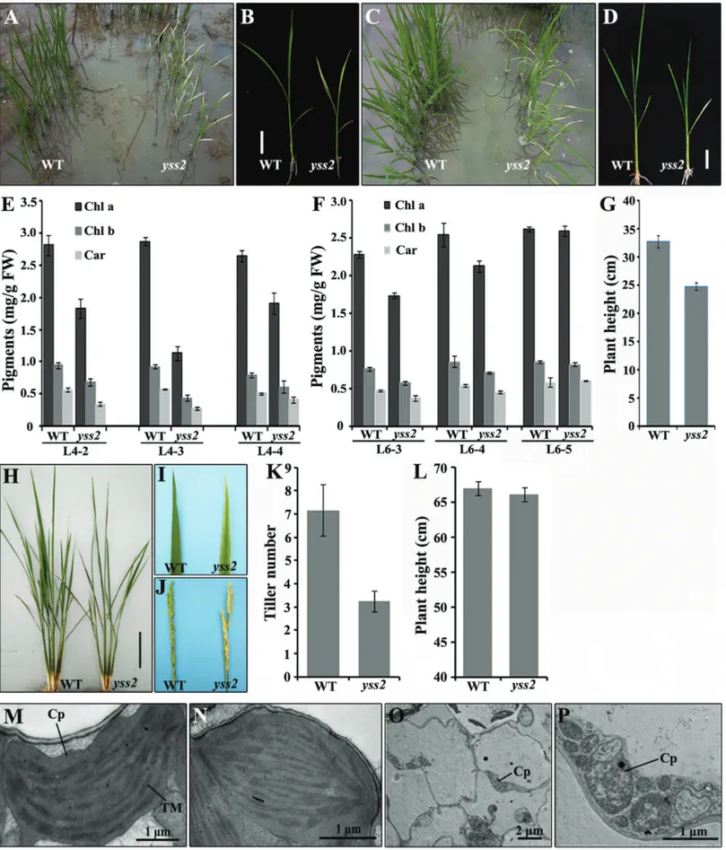 Figure 1 - Phenotypic characteristics of the yss2 mutant. Wild type and yss2 mutant plants at the four-leaf (A, B) and six-leaf (C, D) stages in a paddy field