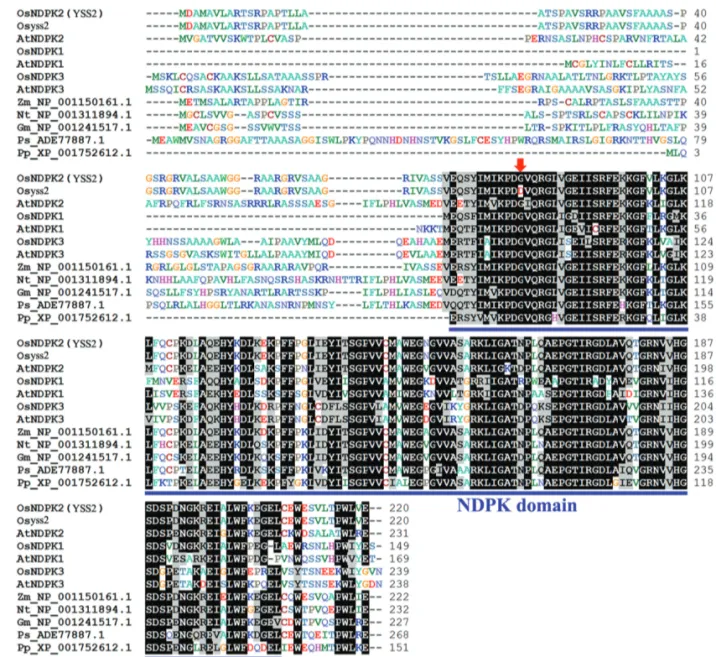 Figure 3 - Amino acid sequence alignment of YSS2-related proteins. Conserved residues are shaded