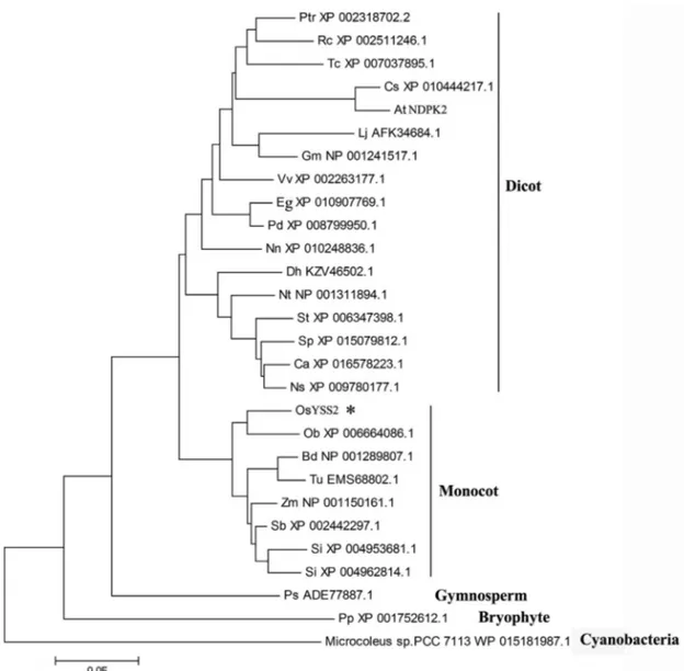 Figure 4 - Phylogenetic analysis of YSS2 and its related proteins. OsYSS2 is indicated by an asterisk
