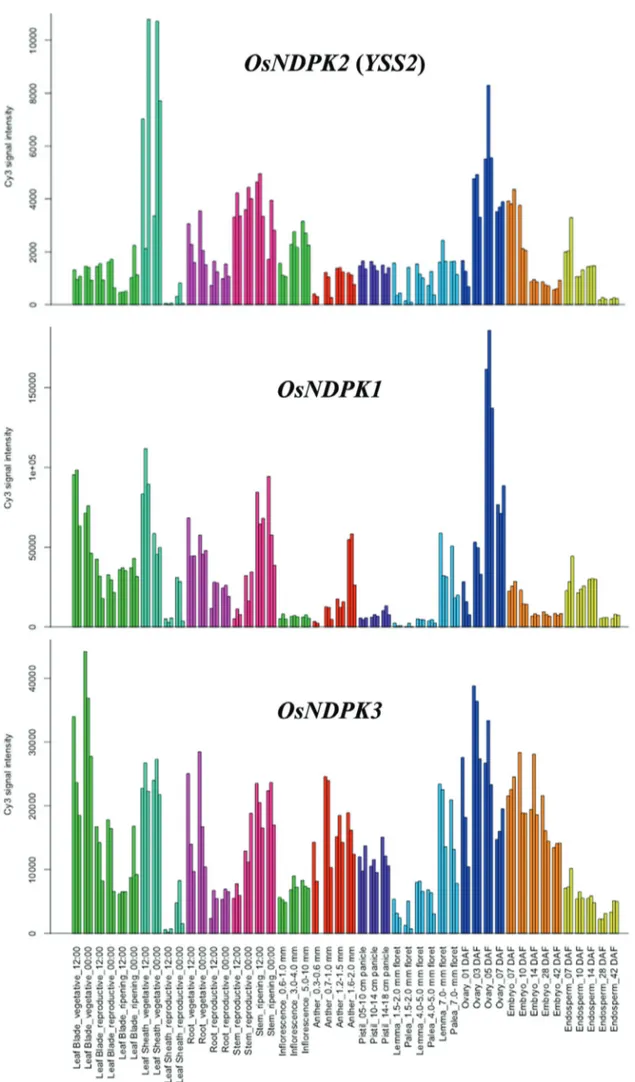Figure 5 - Expression analysis of YSS2, OsNDPK1 and OsNDPK3 at various growth stages. Data were collected from the rice expression profile data- data-base, RiceXPro.