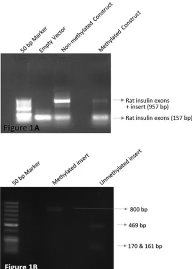 Figure 1 - Agarose gel results of the splicing reporter experiments A) Agarose gel of PCR performed with primers specific to rat insulin exons.
