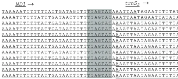Figure 4 - Alignment of the internal spacer sequence located between ND1 and trnS 2 of Lasiocampoidea, including Kunugia undans