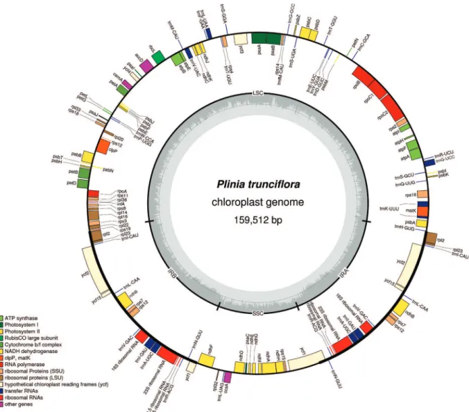 Figure 1 - Gene map of the Plinia trunciflora chloroplast genome. The structure of the cp genome consists of one large and small single copy (LSC and SSC, respectively) and a pair of inverted repeats (IRa and IRb)