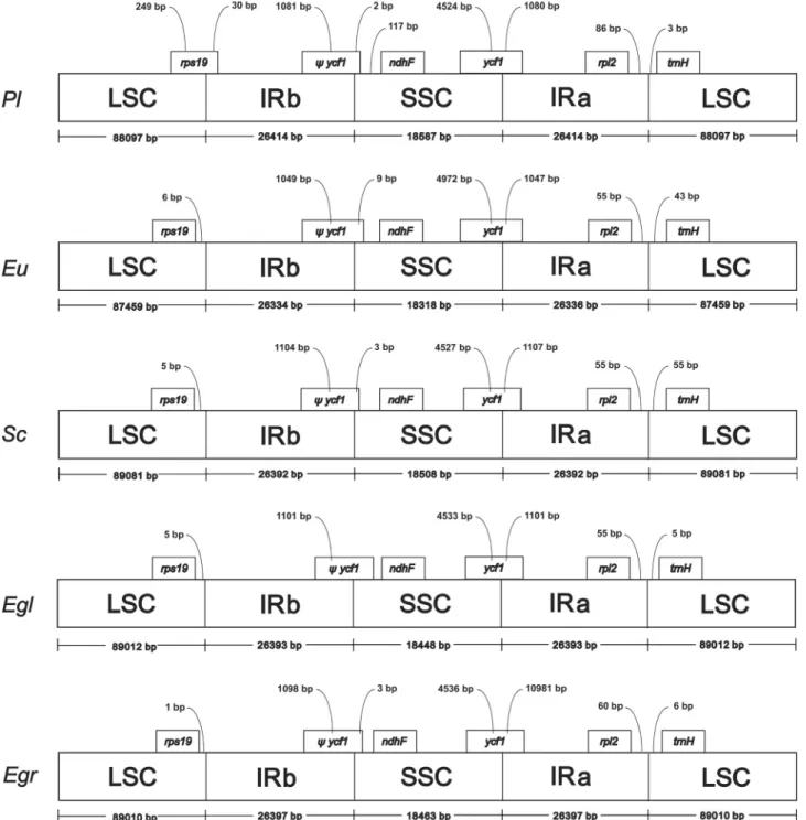 Figure 2 - Comparison of the borders of LSC, SSC and IR regions among five chloroplast genomes