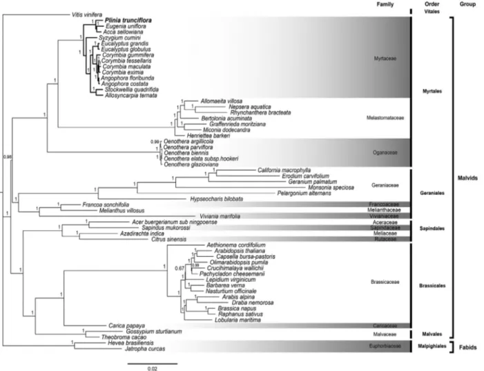 Figure 3 - Phylogenetic tree of Eurosids II based on 57 cp protein-coding genes generated by Bayesian method from 56 species