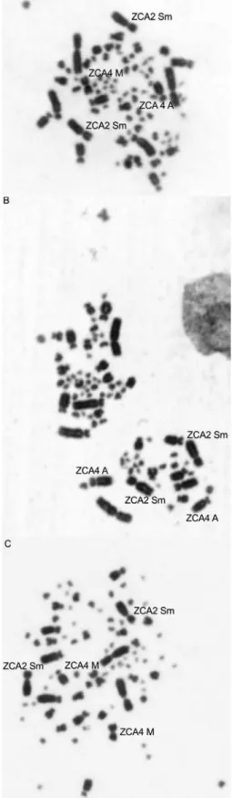 Figure 1 - Metaphases of three individuals of rufous-collared sparrow showing the occurrence of a polymorphism in pair 4, which has  metacen-tric or acrocenmetacen-tric morphology