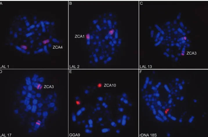 Figure 2 - Chromosome hybridization patterns with Leucopternis albicollis (LAL) probes (A: LAL1; B: LAL2; C: LAL13; D: LAL17), Gallus gallus (GGA) probes (E: GGA9) and 18S rDNA probes (F) onto rufous-collared sparrow metaphases.