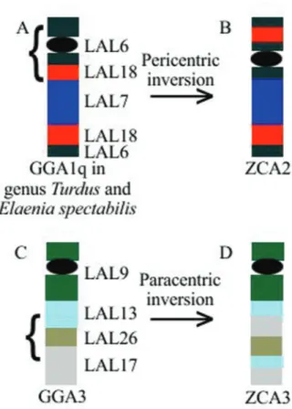 Figure 4 - Inversions on the chromosomes of rufous-collared sparrow demonstrated by the application of probes of L