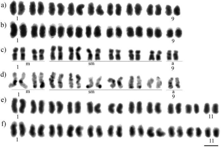 Figure 1 - Karyotypes of Melipona paraensis (a - Giemsa-stained, b - C-banding); Melipona puncticollis (c - Giemsa-stained, d - C-banding); and Melipona seminigra pernigra (e - Giemsa-stained, f - C-banding)