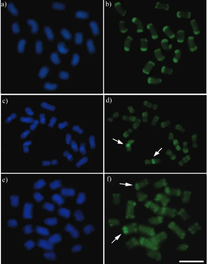 Figure 2 - Sequential staining with DAPI/CMA 3 fluorochromes: Melipona paraensis (a - DAPI, b - CMA 3 ); Melipona puncticollis (c - DAPI, d - CMA 3 );