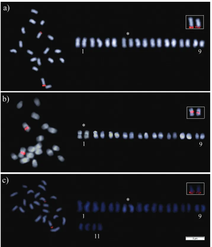 Figure 3 - Fluorescent in situ hybridization (FISH) pattern with 18S rDNA probe: metaphase cells and arranged karyotype of (a) Melipona paraensis; (b) Melipona puncticollis; and (c) Melipona seminigra pernigra