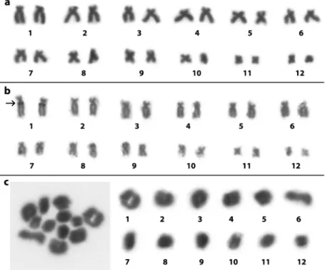 Figure 3 - Karyotype of Ololygon centralis (ZUFG9300) stained with 10% Giemsa (a), Ag-NOR impregnation (ZUFG9304) (b) and meiotic bivalents (ZUFG9295) (c) The arrow in (b) shows the localization of the NOR.