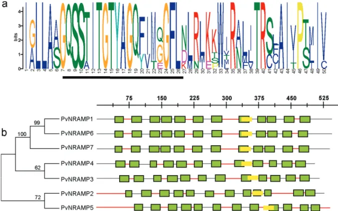 Figure 1 - Diagrammatic representation of architecture of the NRAMP putative protein in P