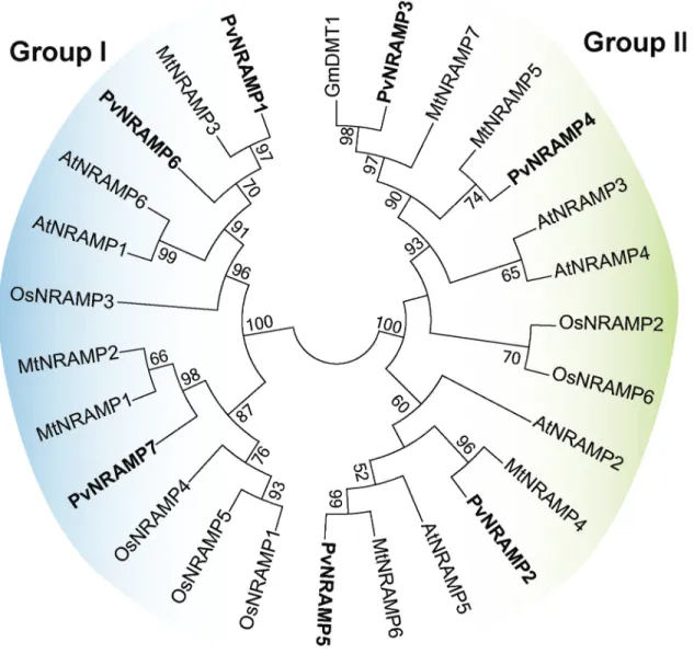 Figure 4 - Phylogenetic tree of NRAMP protein sequences. The unrooted tree was generated based on the Maximum Likelihood statistical method and the numbers at the internal node represent the percentage of 10,000 replicates in which the sequences are groupe