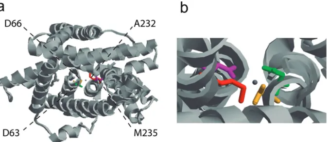 Figure 5 - Predicted 3D structure of NRAMP transporter. Tertiary structure of PvNRAMP7 predicted by SWISS-MODEL software based on the tem- tem-plate S