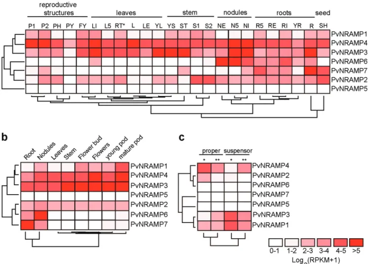 Figure 6 - Expression levels of P. vulgaris NRAMP genes. Heatmaps showing the hierarchical clustering of NRAMP family genes grouped according to the expression patterns of RNA-Seq data collected from different tissues during the development of P