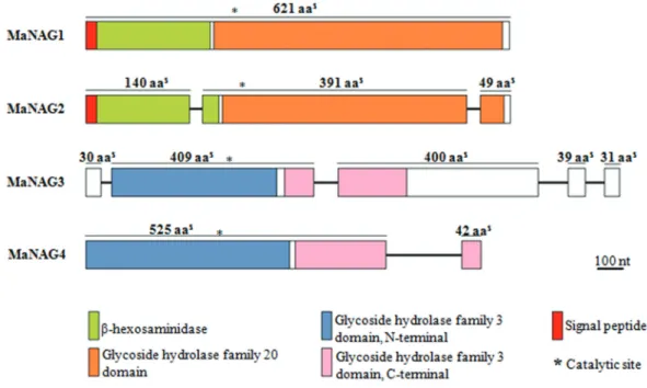 Figure 1 - Modular domain structure from M. anisopliae NAGase genes. NAGase genes exhibit specific conserved domains with different compositions.