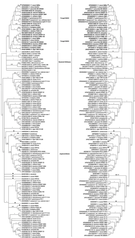 Figure 2 - Phylogenetic relationships among GH3 NAGases from filamentous fungi, bacteria and zygomycetes