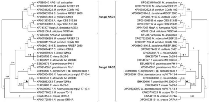 Figure 3 - Phylogenetic relationships among GH20 NAGases from filamentous fungi. The phylogenies were obtained using MrBayes 3.2.5 (left side) and PhyML 3.1 (right side)